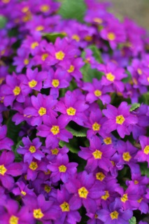 potted primulas